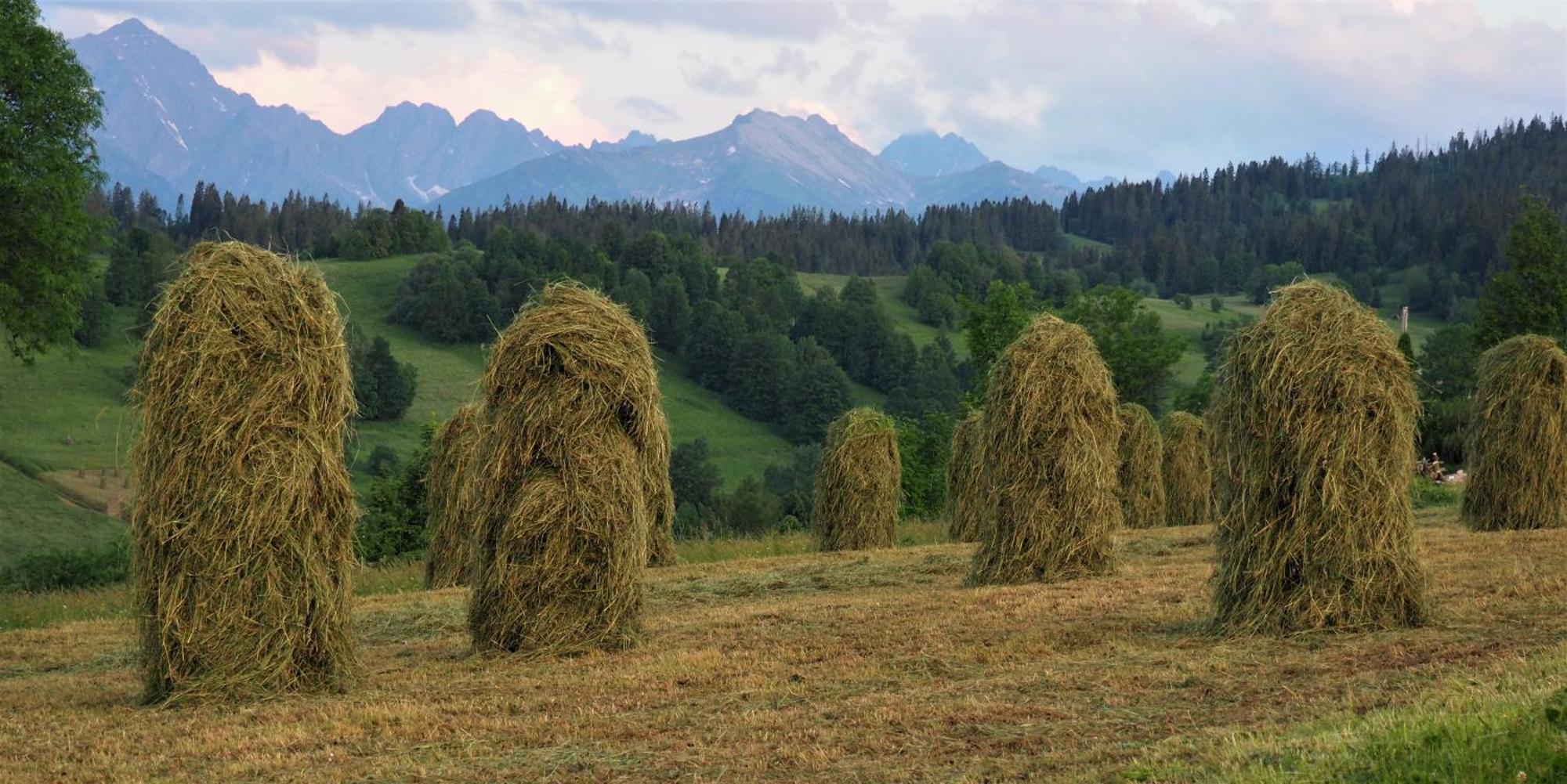 Appartamento Dom Pod Smokami Bukowina Tatrzańska Esterno foto